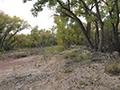 The bottomland along the river