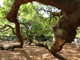 The longest branch is 187 ft in length. 